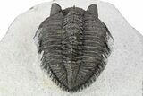 Tower-Eyed Erbenochile Trilobite - Ou Driss, Morocco #254076-3